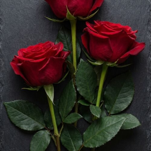 A_minimalist_flat_202602021053 3 Plain Roses