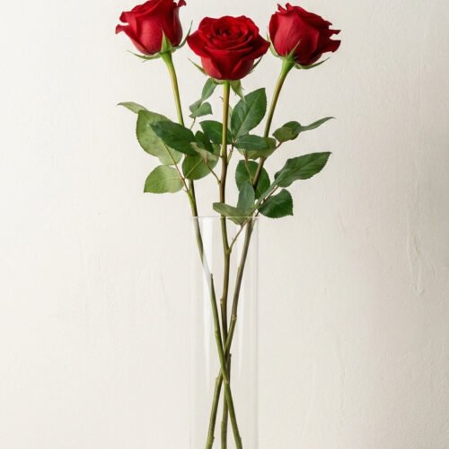 Image_202602021023 3 Roses in a Vase